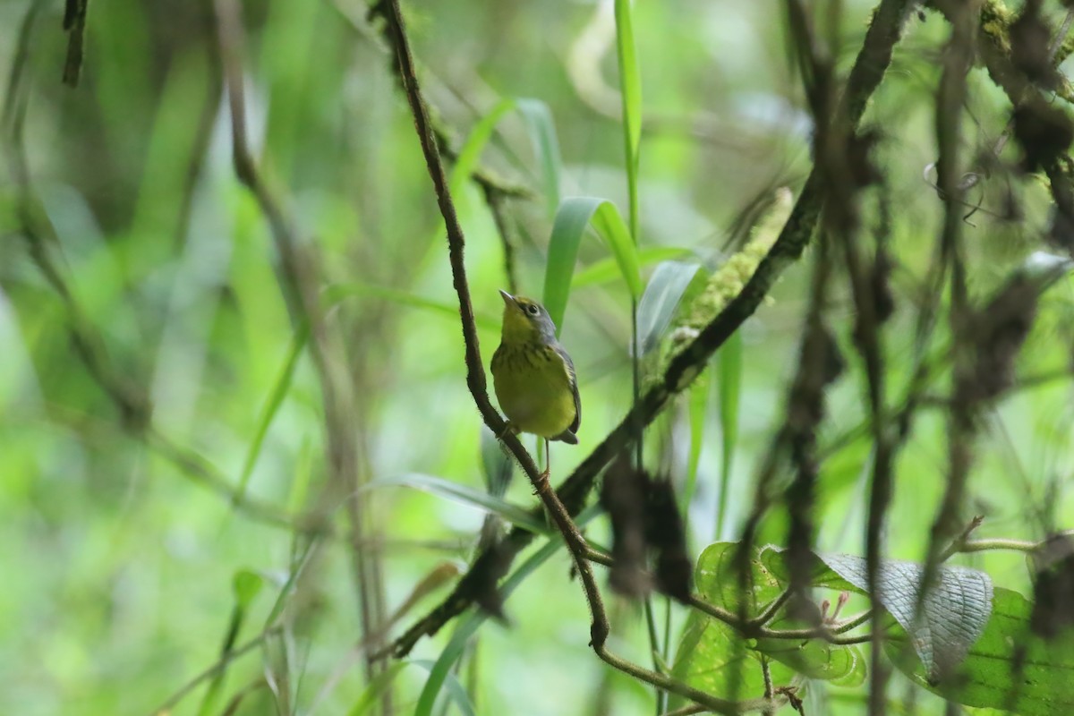 Canada Warbler - ML615578609