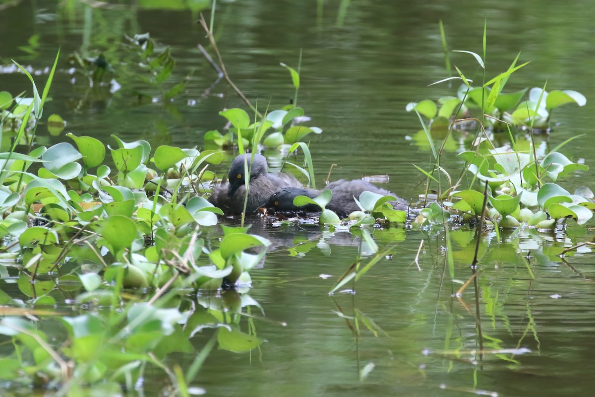 Least Grebe - ML615578614