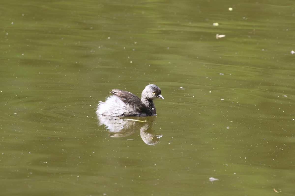 Least Grebe - ML615578620