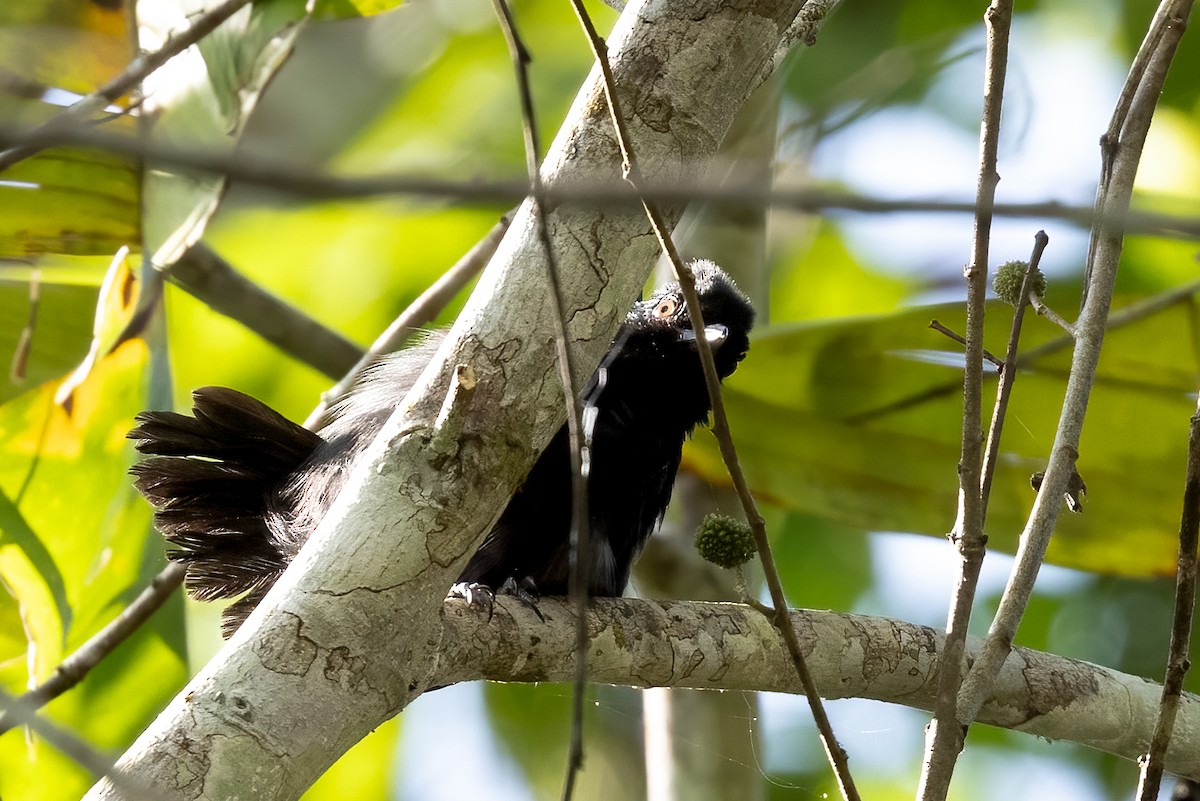 Black Antshrike - ML615578642