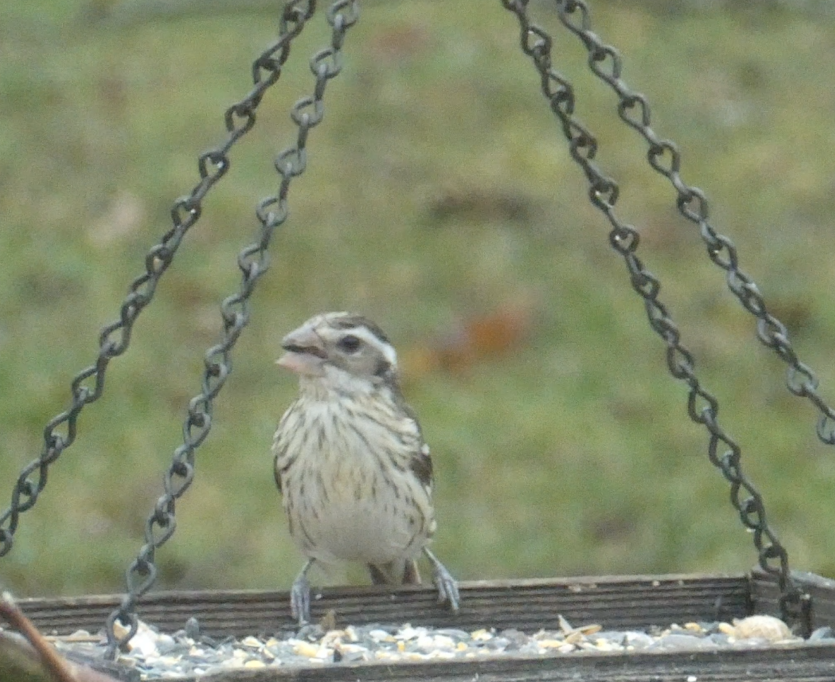 Rose-breasted Grosbeak - Phil Bens