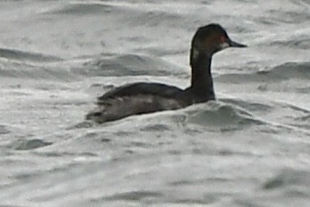 Eared Grebe - ML615578776