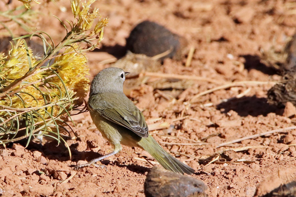 MacGillivray's Warbler - ML615578800