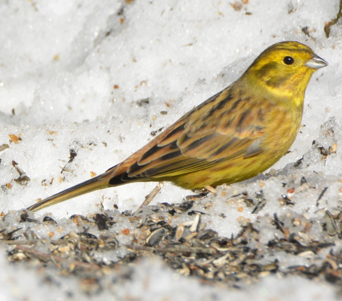 Yellowhammer - ML615578848