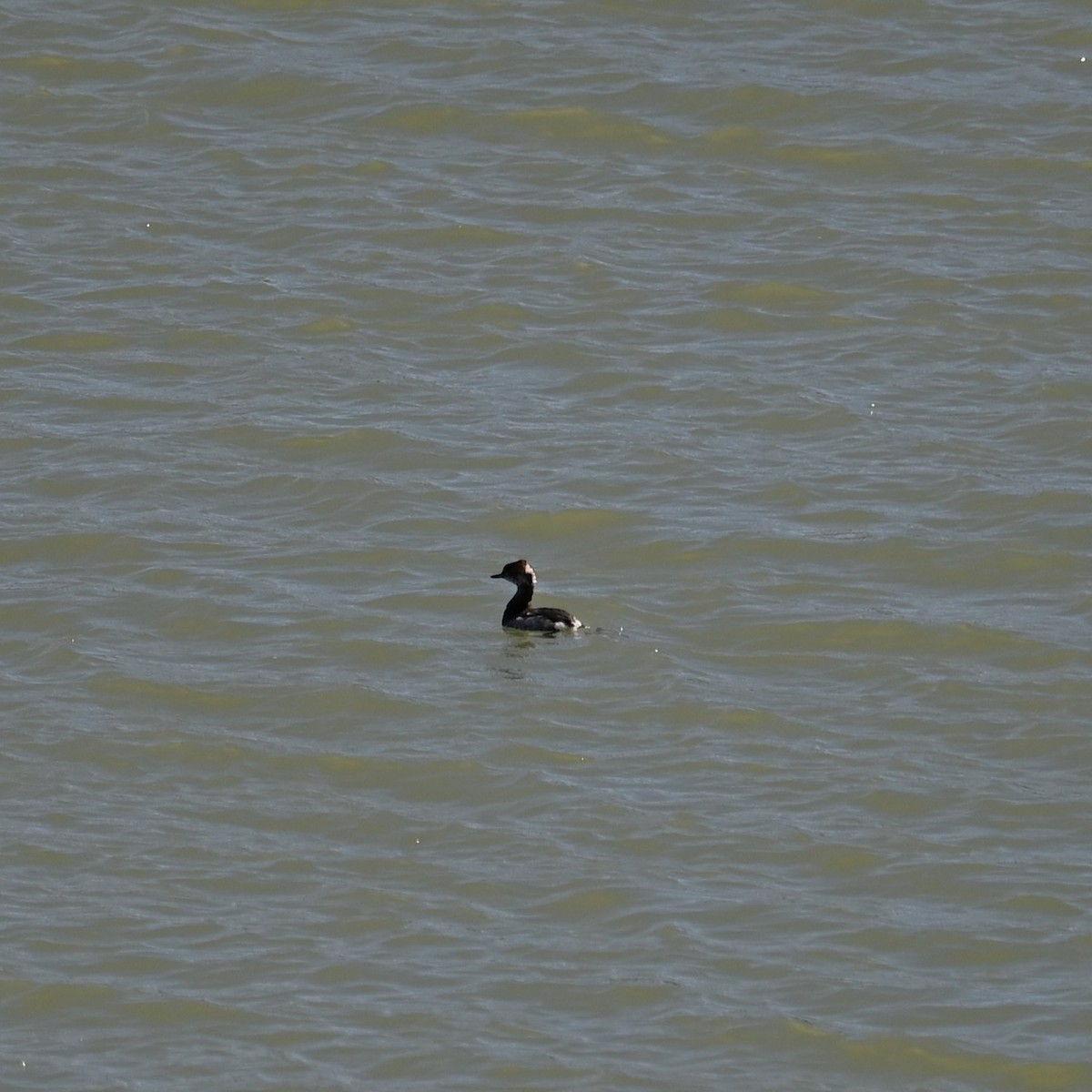 Horned Grebe - ML615578995