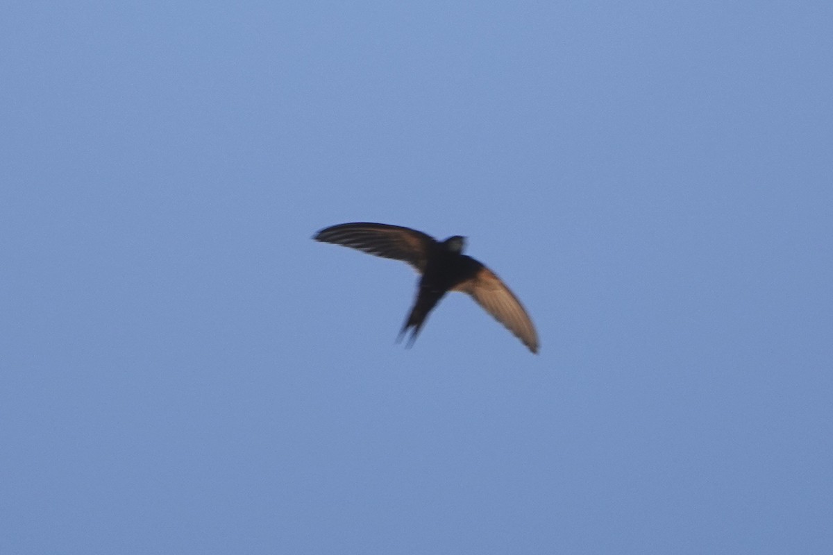 Common Swift - ML615579016