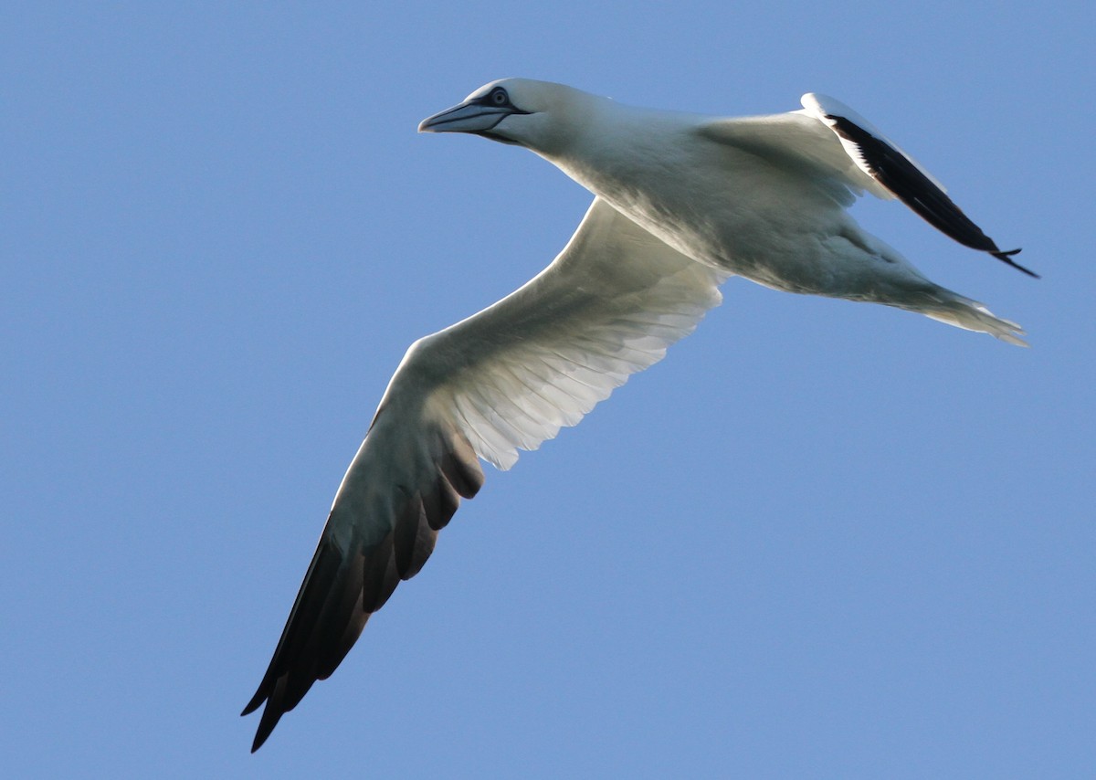 Northern Gannet - Timothy Keyes