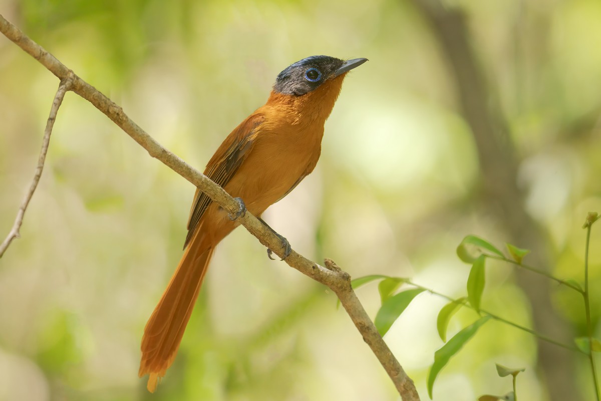 Malagasy Paradise-Flycatcher (Malagasy) - ML615579096