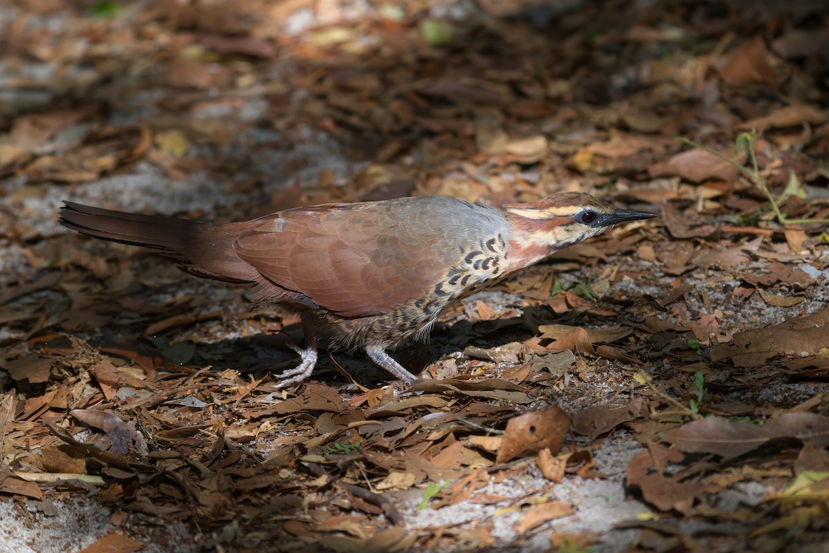 White-breasted Mesite - ML615579197