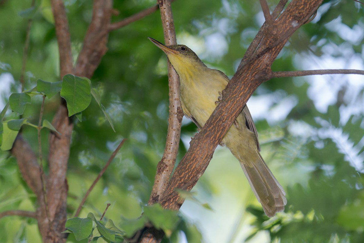 Long-billed Bernieria - ML615579281