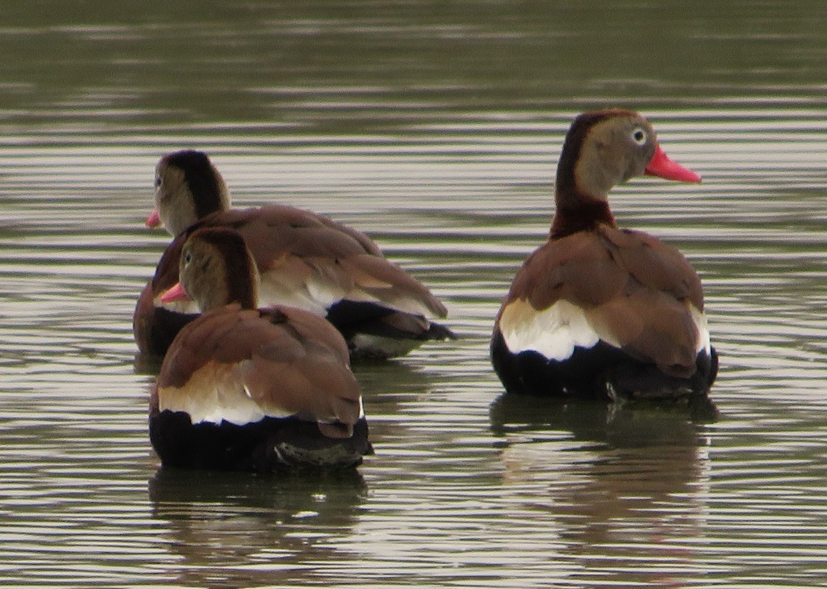 Black-bellied Whistling-Duck - ML615579318