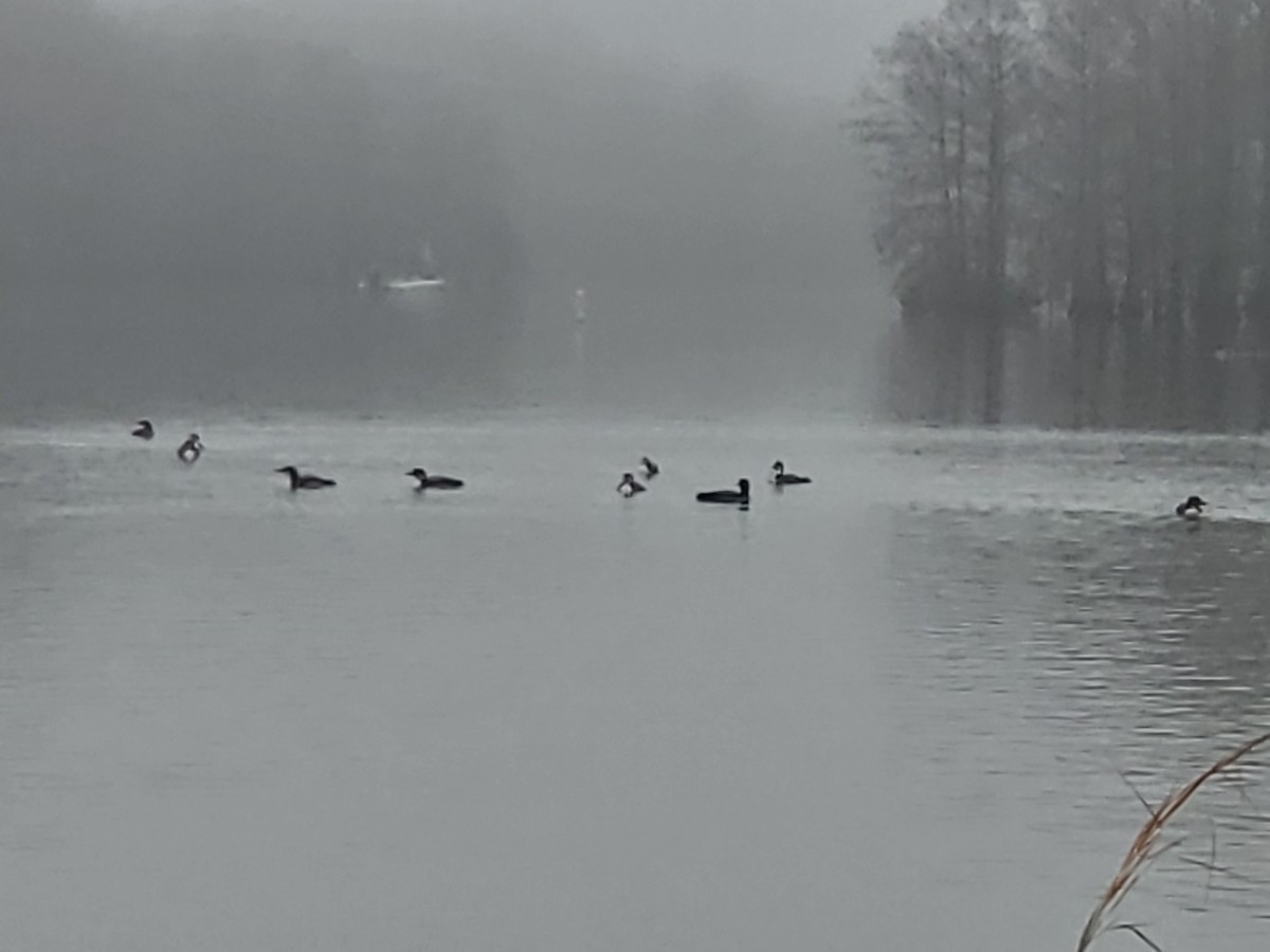 Common Loon - ML615579341