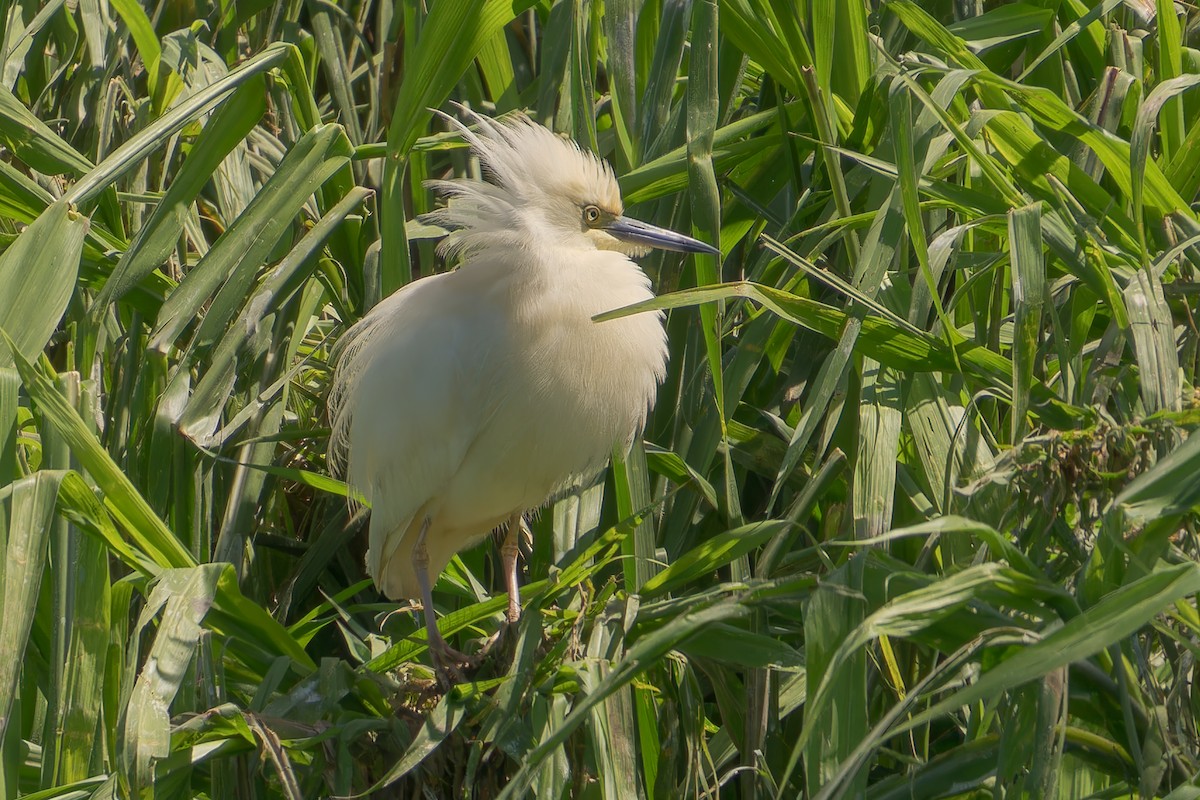 Malagasy Pond-Heron - ML615579354