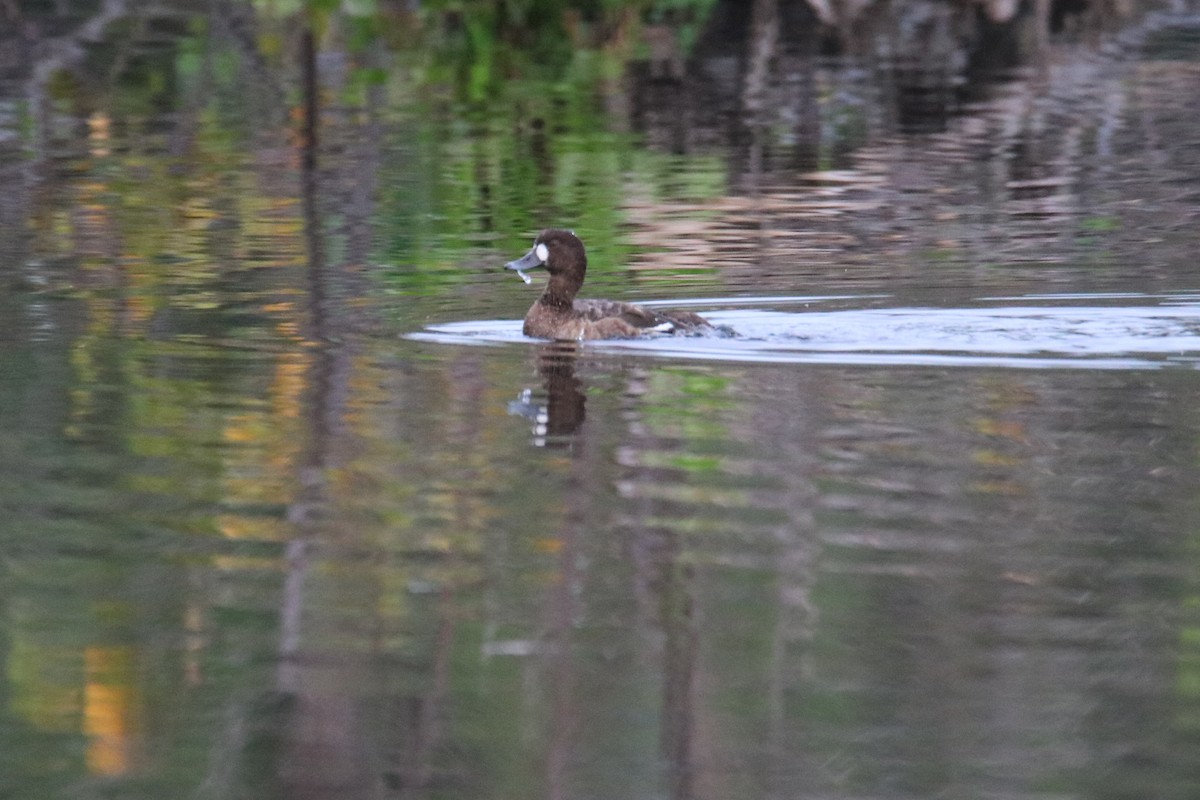 polák vlnkovaný - ML615579359
