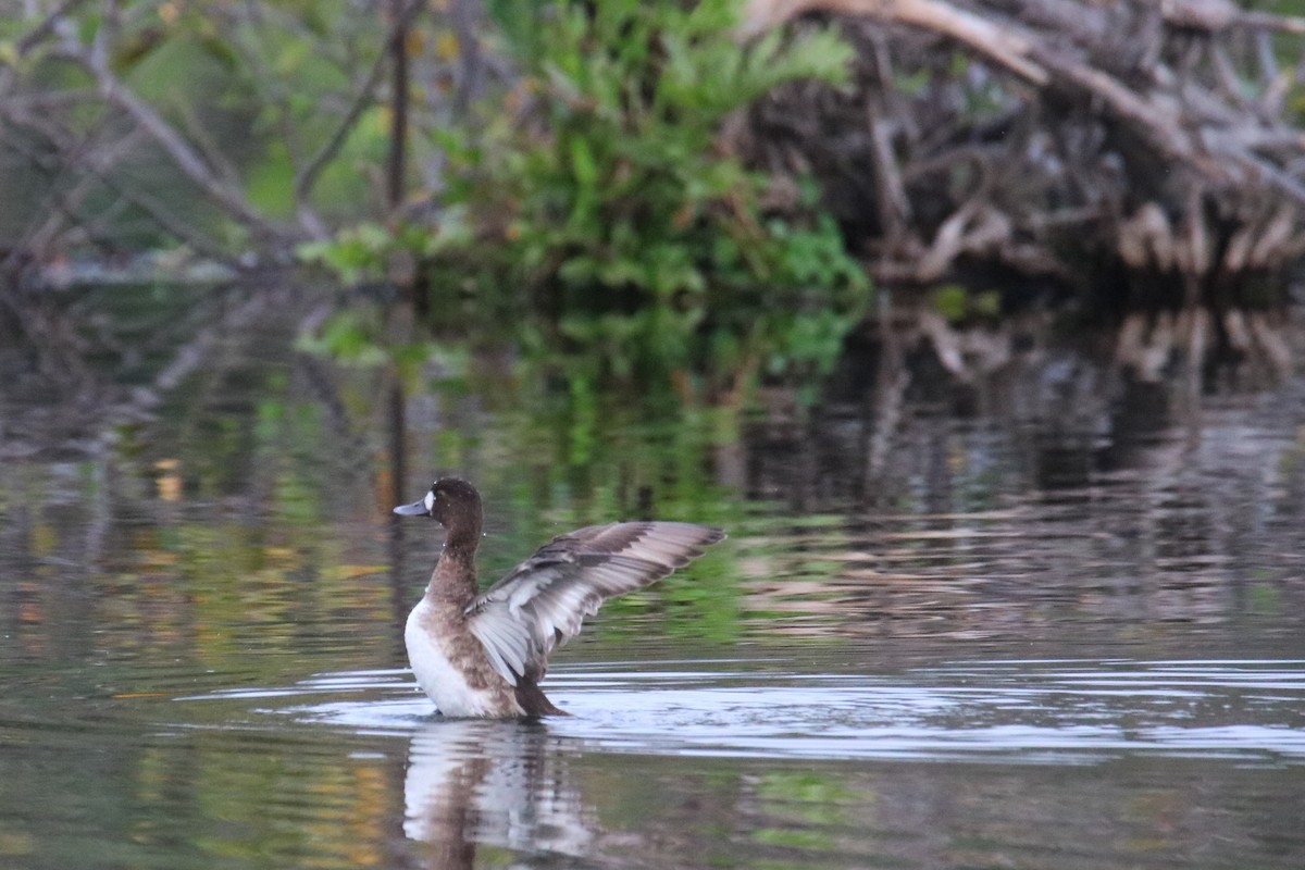 polák vlnkovaný - ML615579360