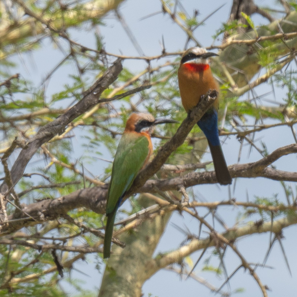 White-fronted Bee-eater - ML615579377
