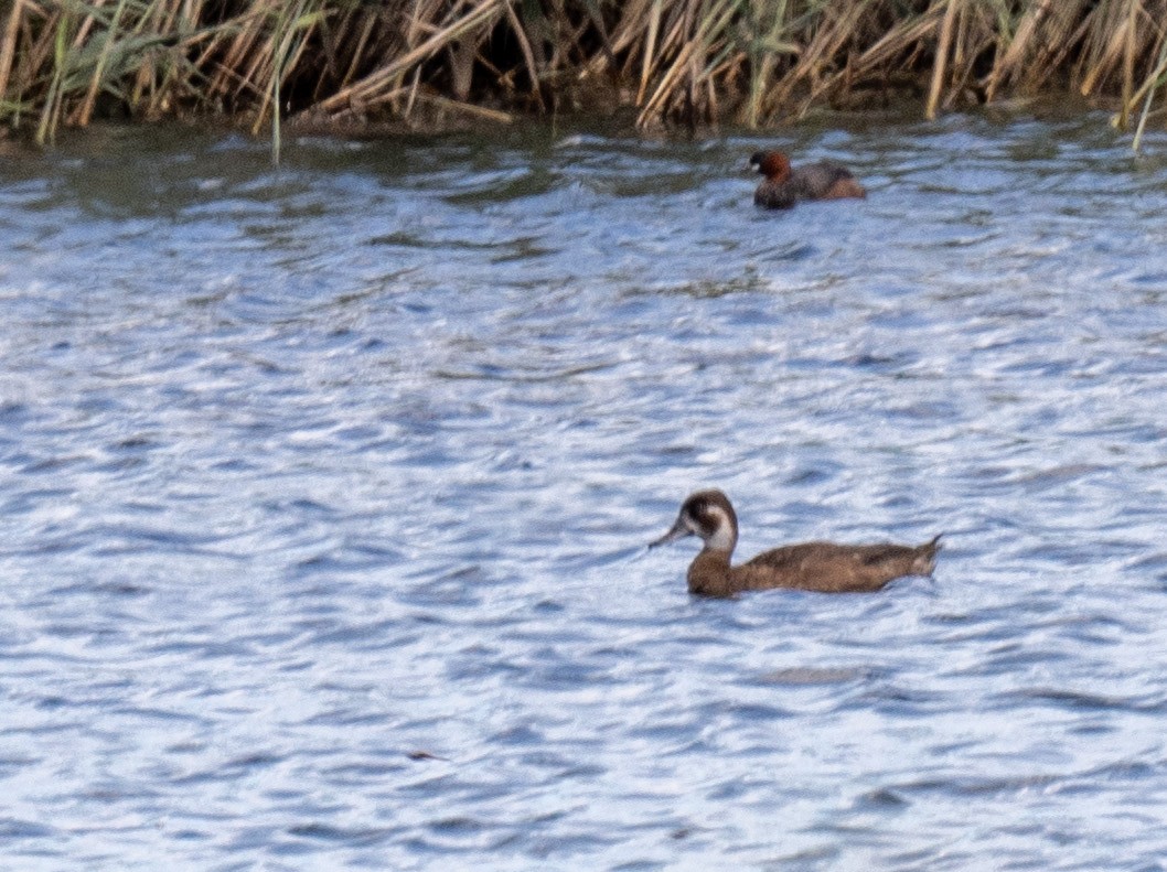 Southern Pochard - ML615579409