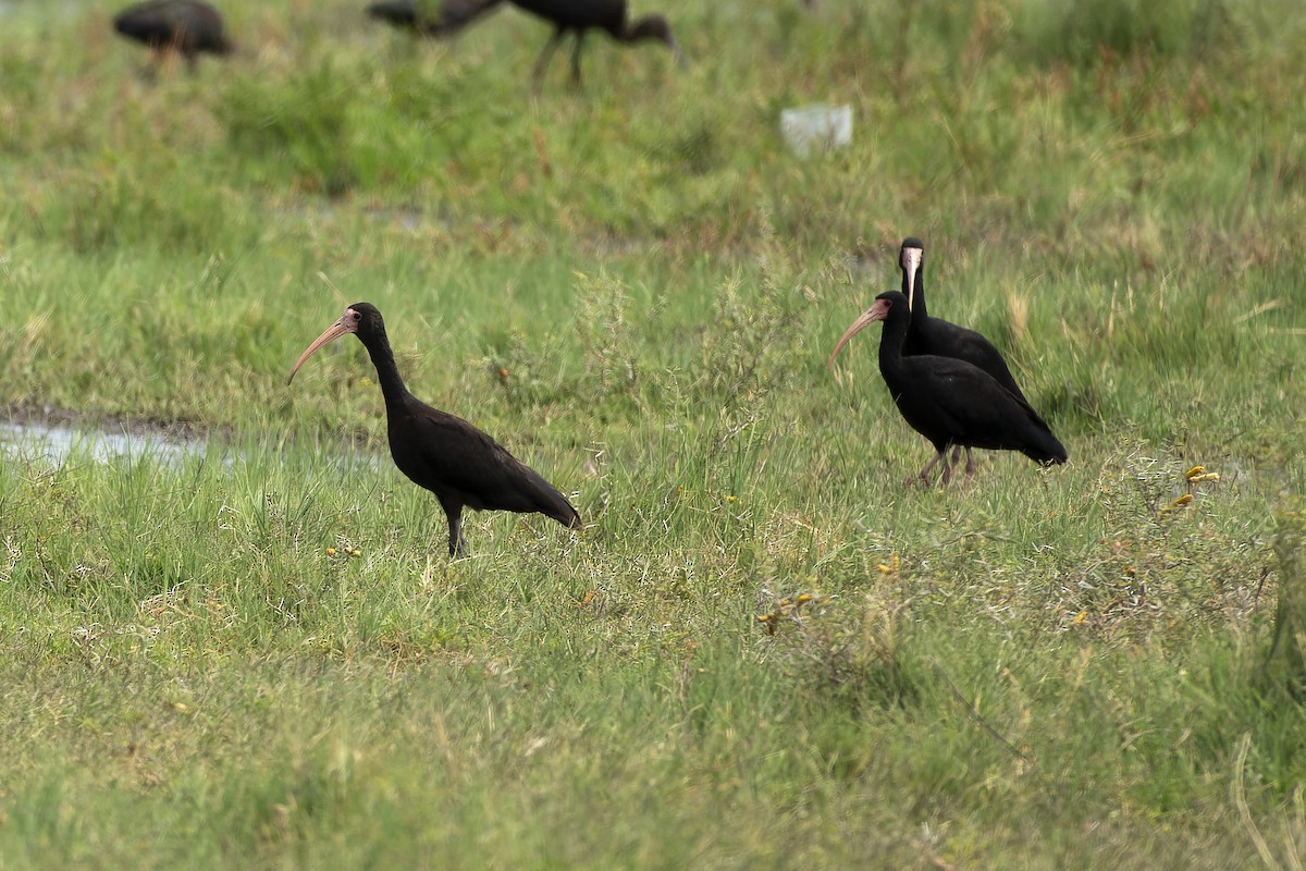 ibis tmavý - ML615579417