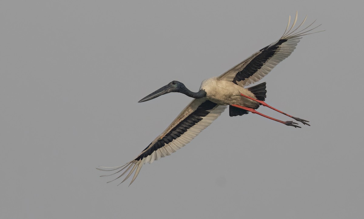 Black-necked Stork - ML615579427