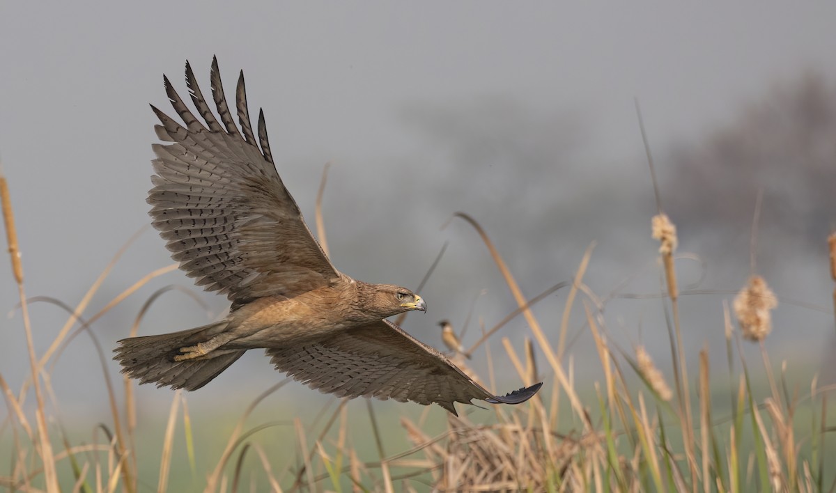 Bonelli's Eagle - ML615579459