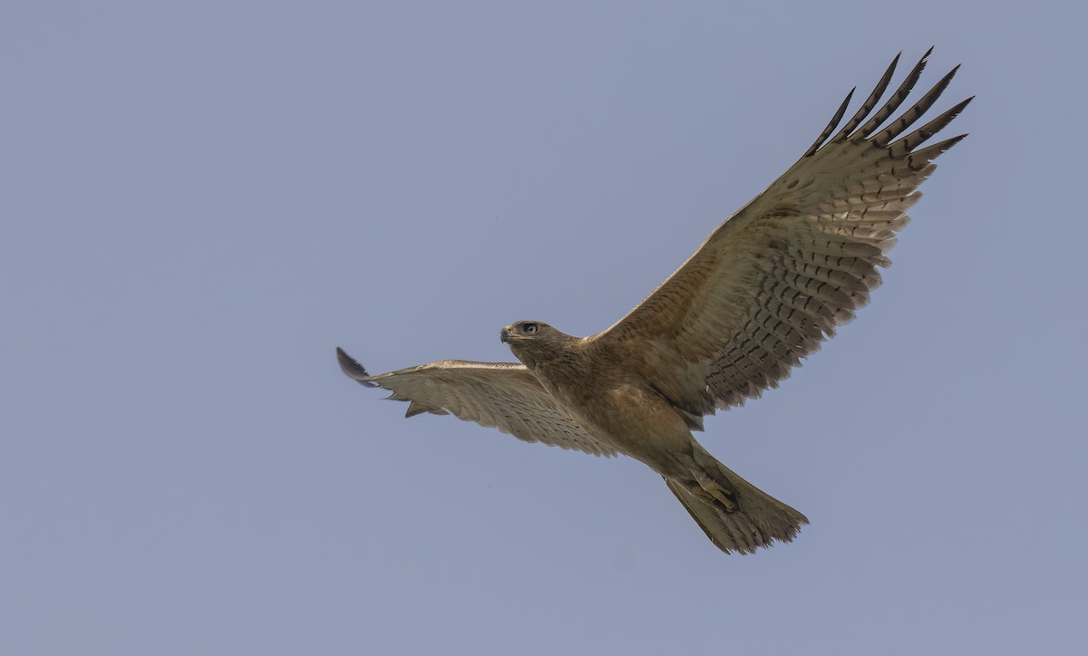 Bonelli's Eagle - George Armistead | Hillstar Nature