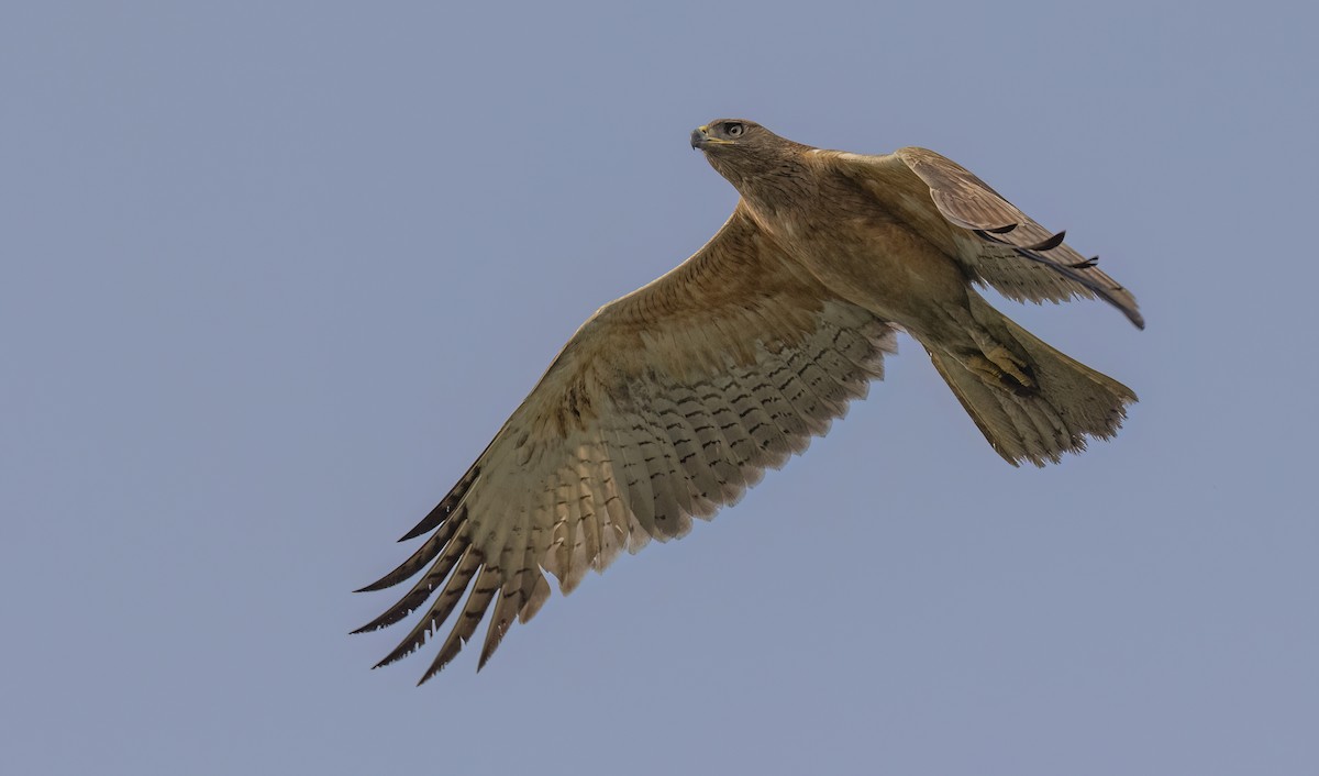 Aigle de Bonelli - ML615579461