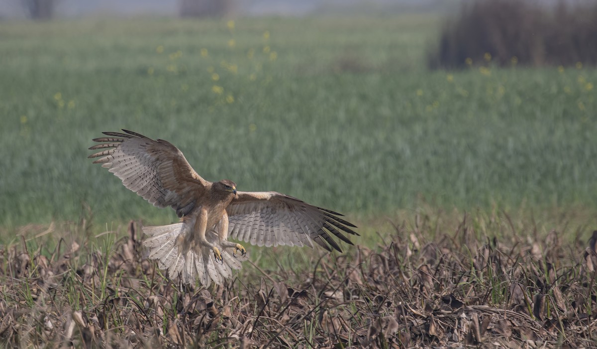 Bonelli's Eagle - ML615579462