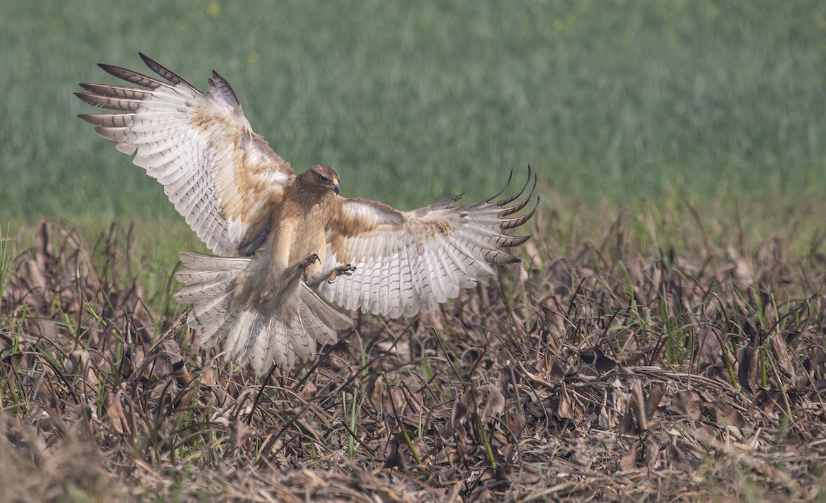 Bonelli's Eagle - ML615579463