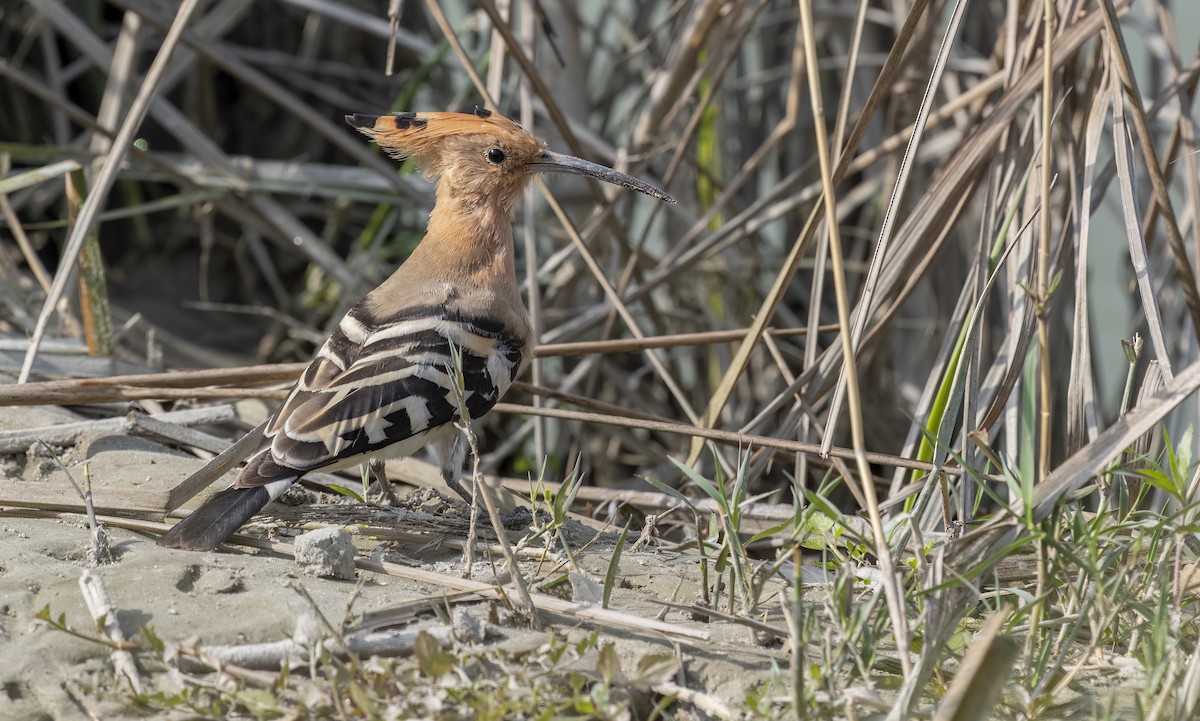 Eurasian Hoopoe - ML615579473