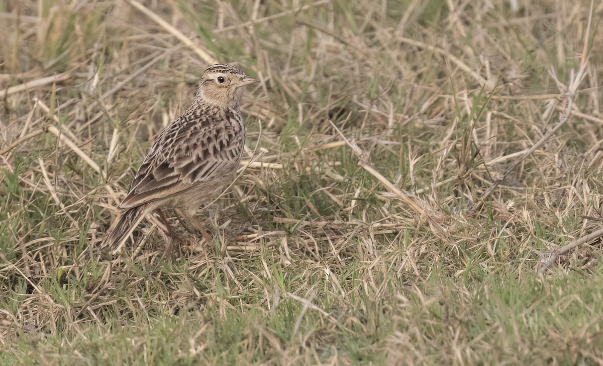 Oriental Skylark - ML615579487