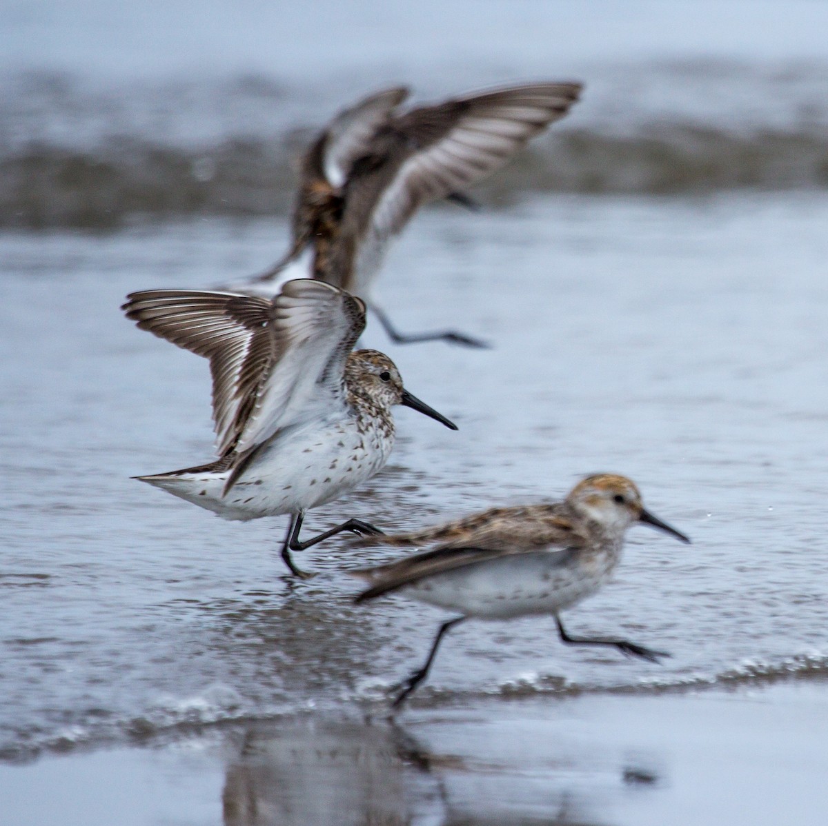 Western Sandpiper - Rail Whisperer