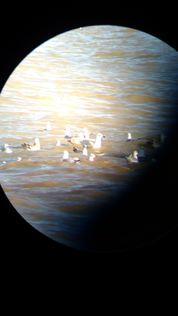 Gaviota Groenlandesa - ML615579519