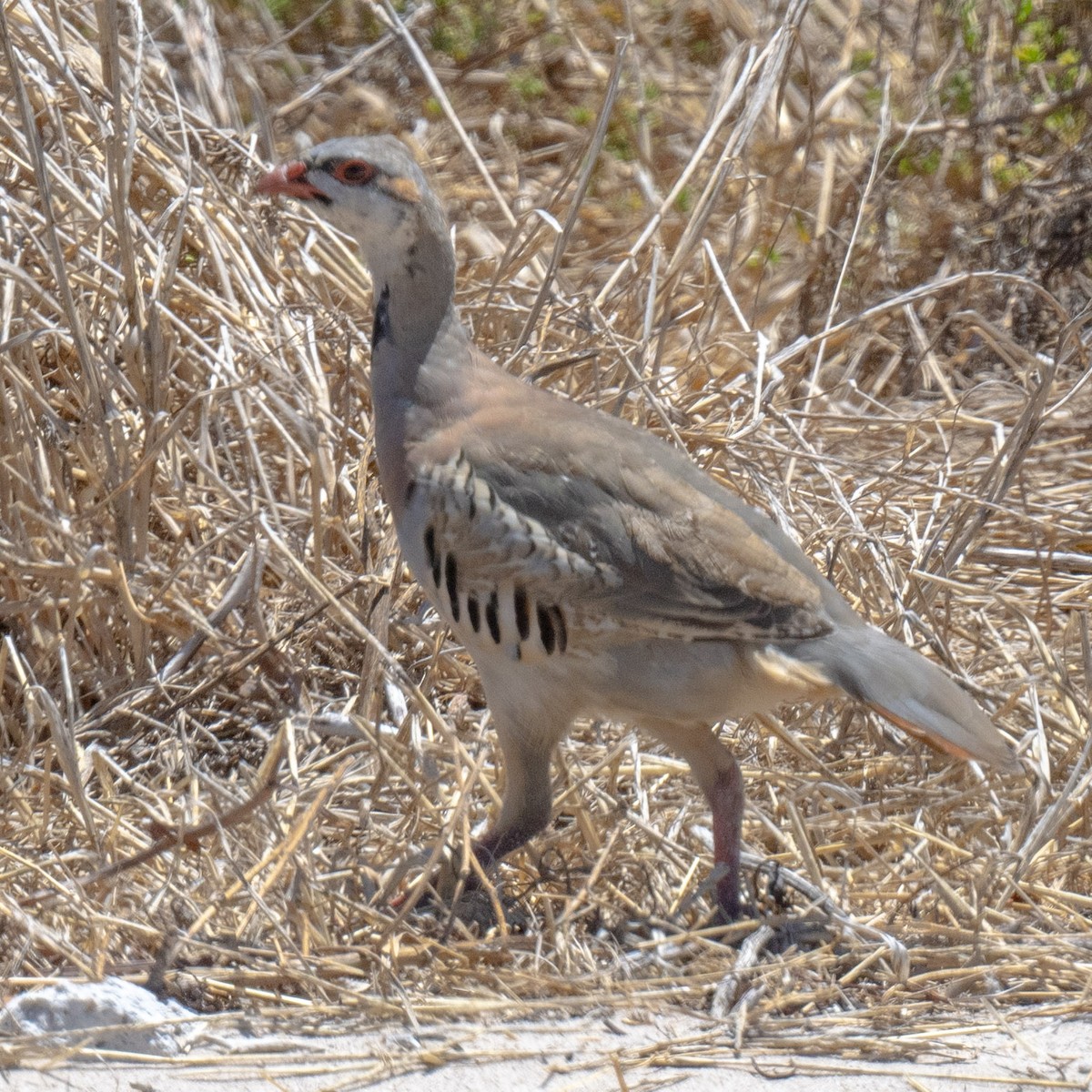 Chukar - ML615579520