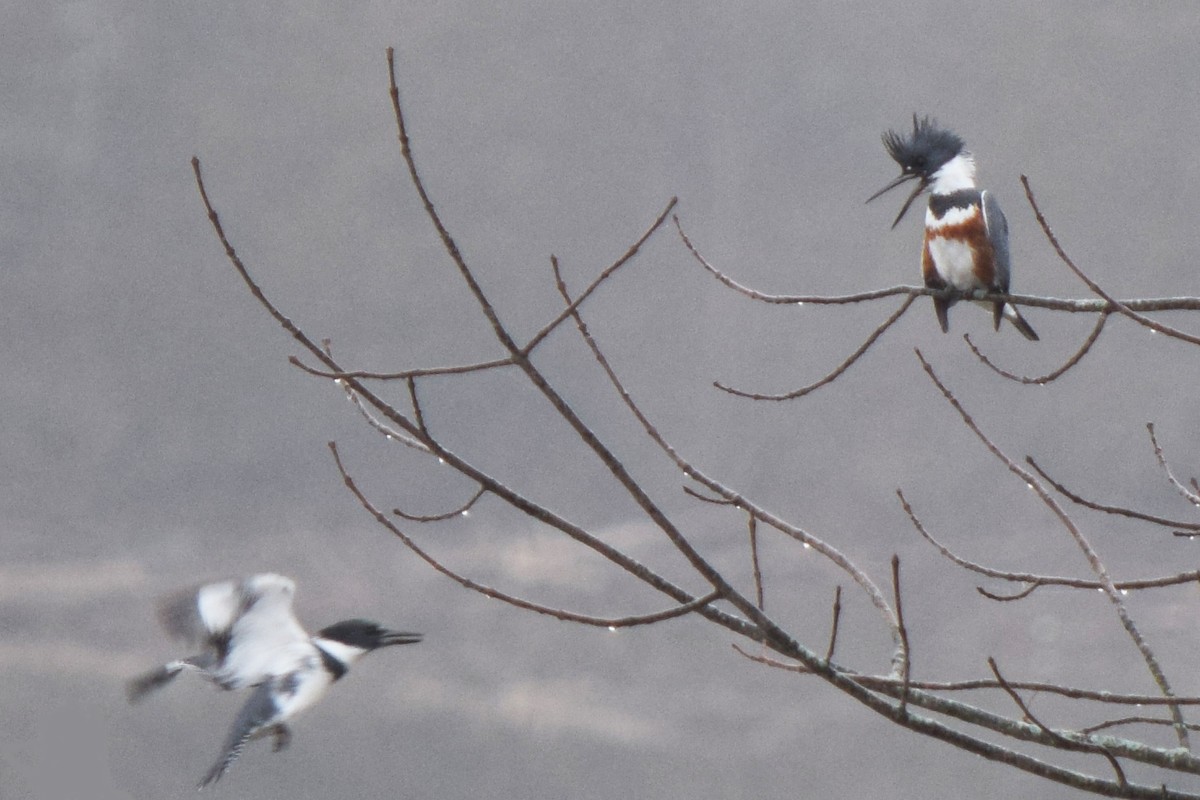 Belted Kingfisher - ML615579571