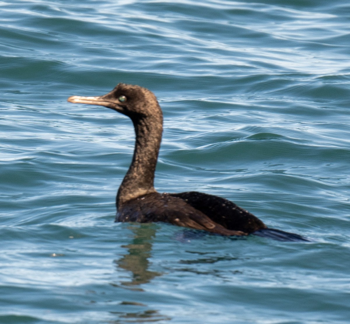 Bank Cormorant - Tom Moore