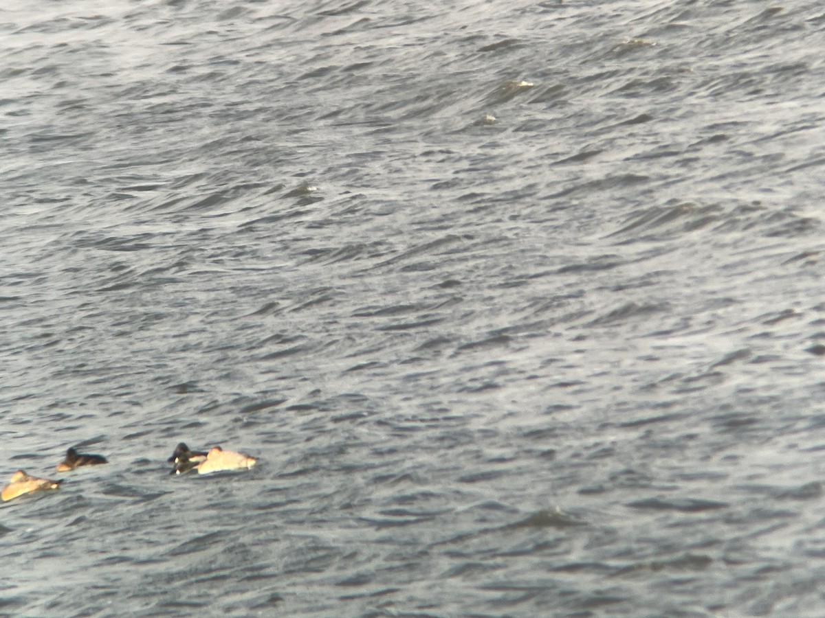 Ring-necked Duck - ML615579616