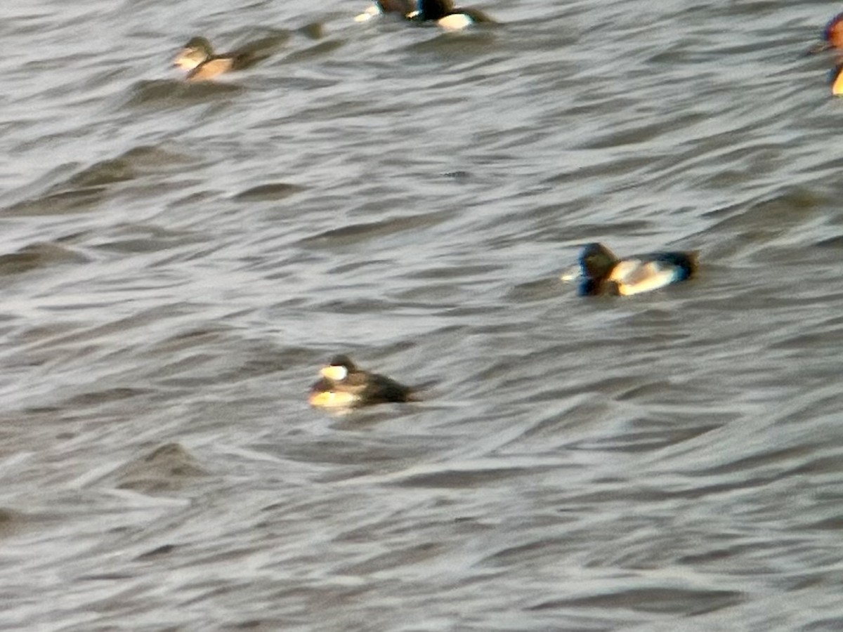 Ruddy Duck - ML615579620