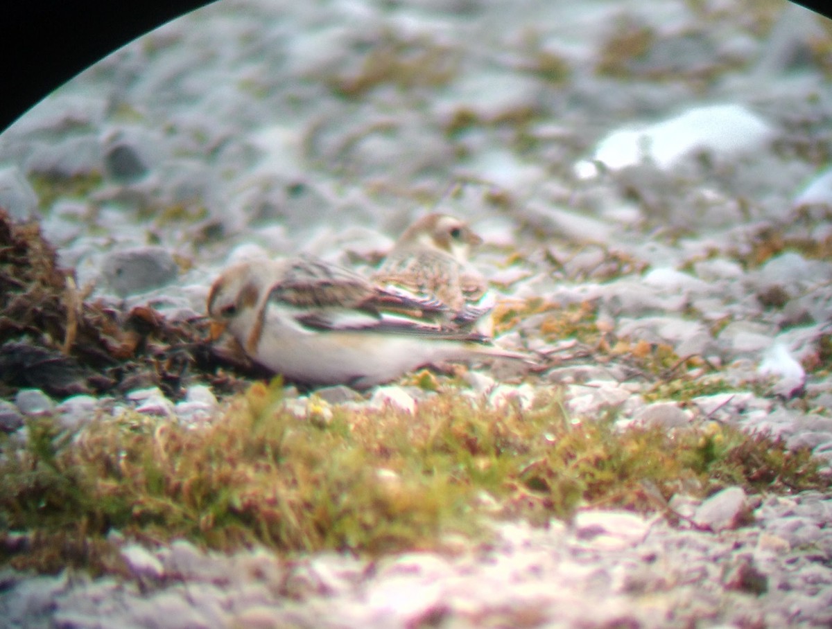 Snow Bunting - Jacob Raber