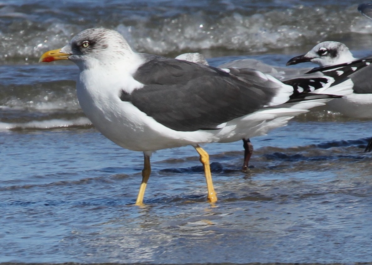 Lesser Black-backed Gull - Timothy Keyes