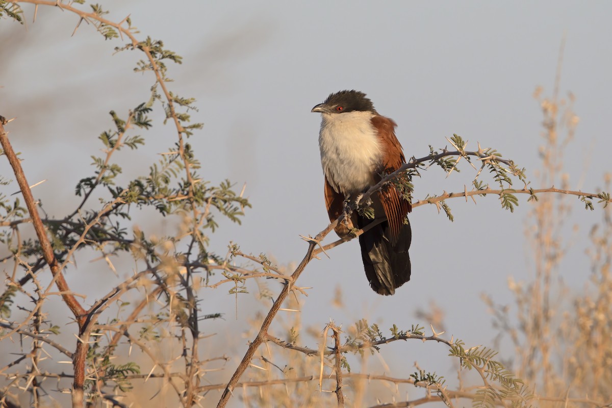 Senegal Coucal - ML615579651