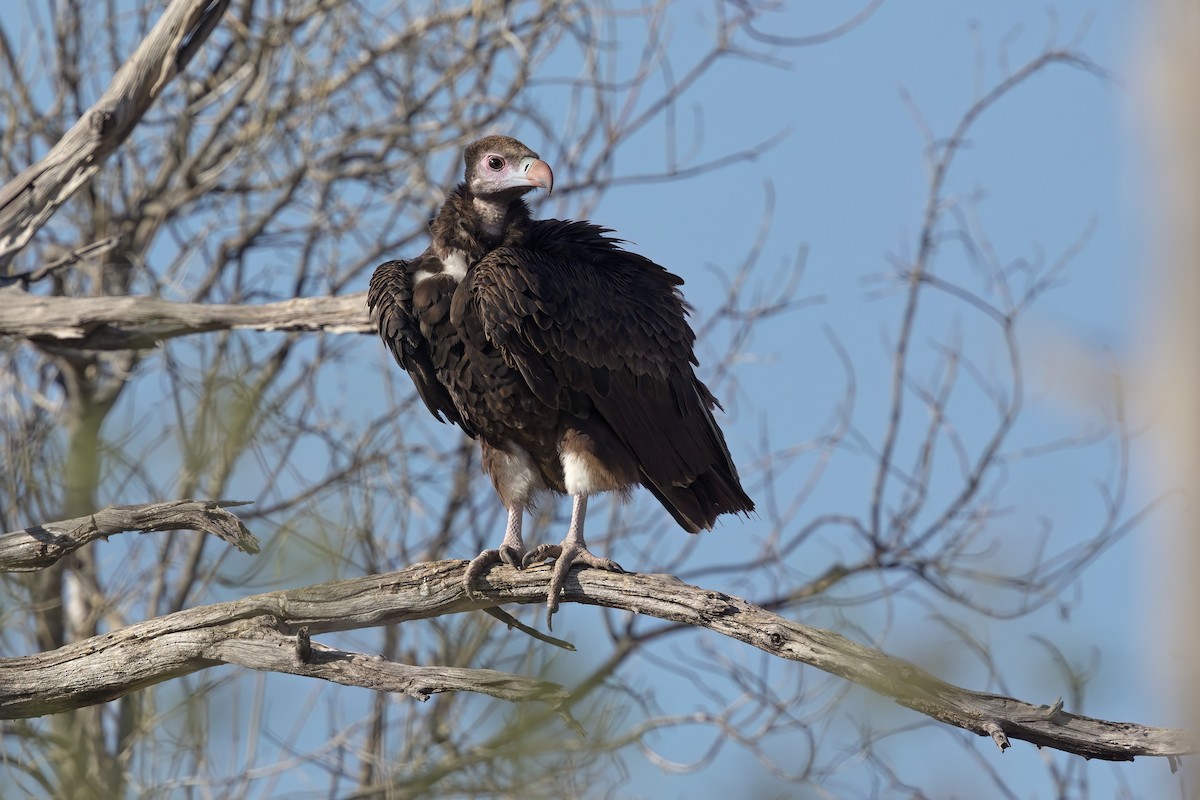 White-headed Vulture - ML615579666