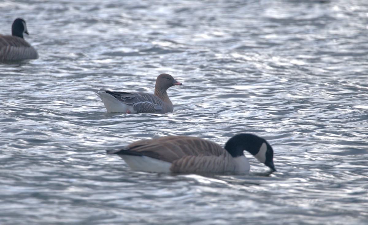 Pink-footed Goose - ML615579679