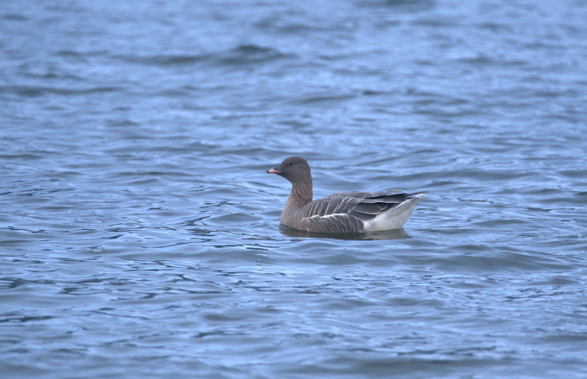 Pink-footed Goose - ML615579681