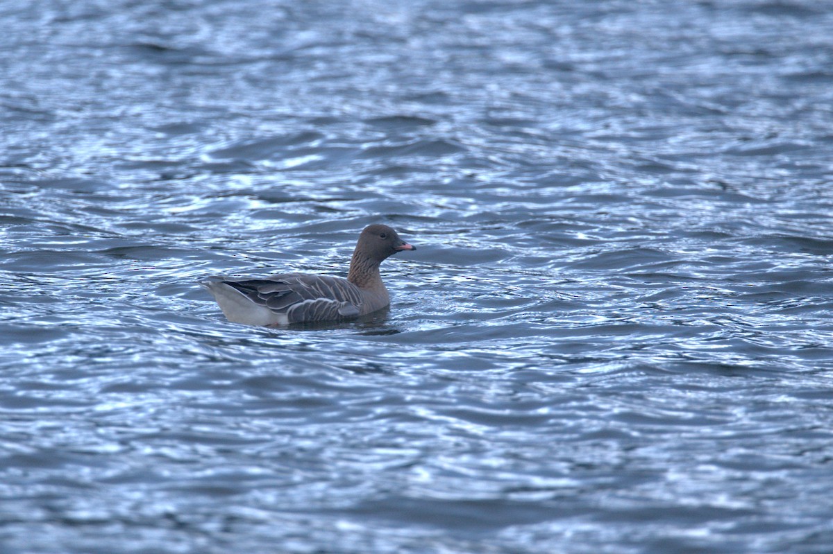 Pink-footed Goose - ML615579682