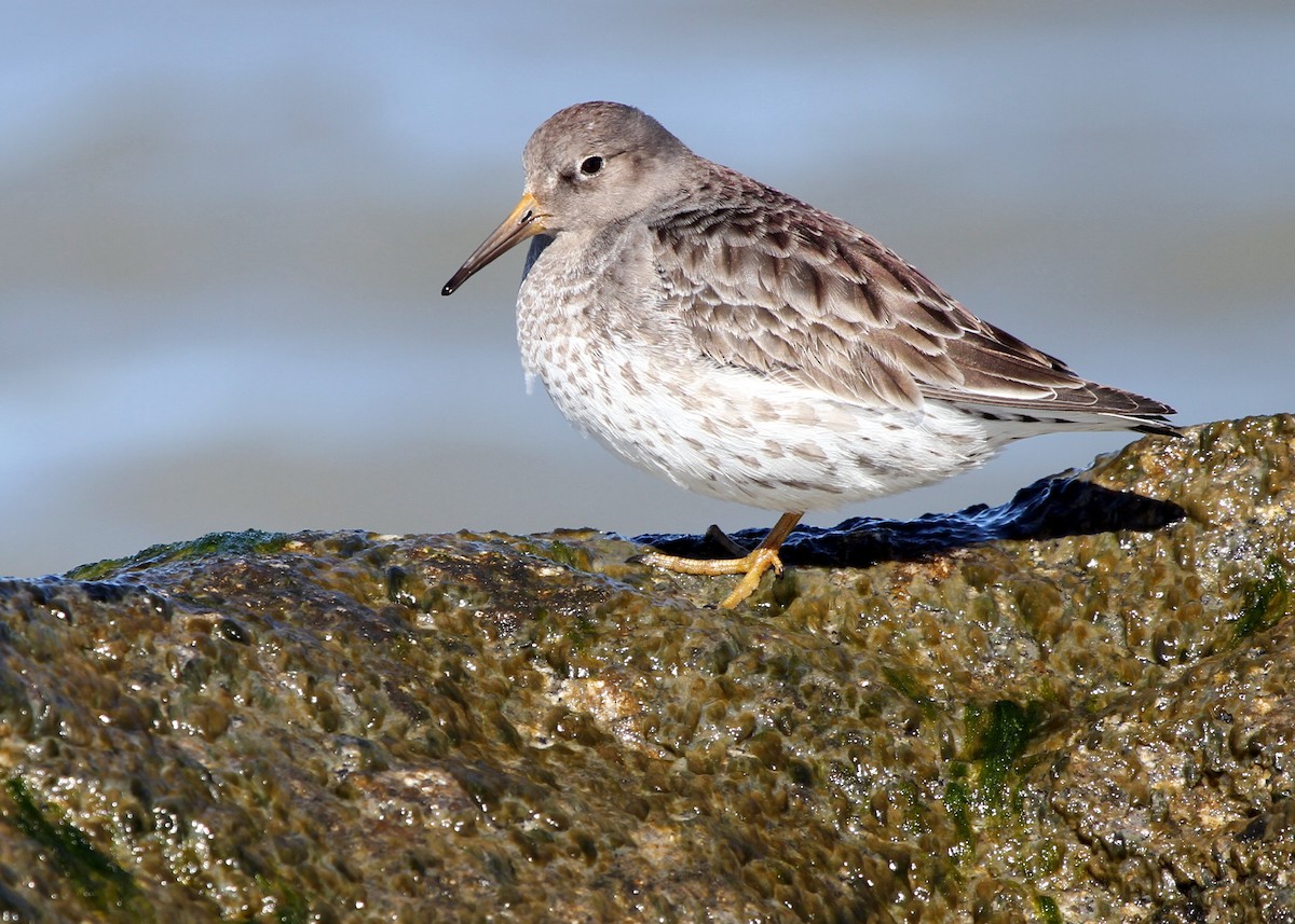 Purple Sandpiper - ML615579693