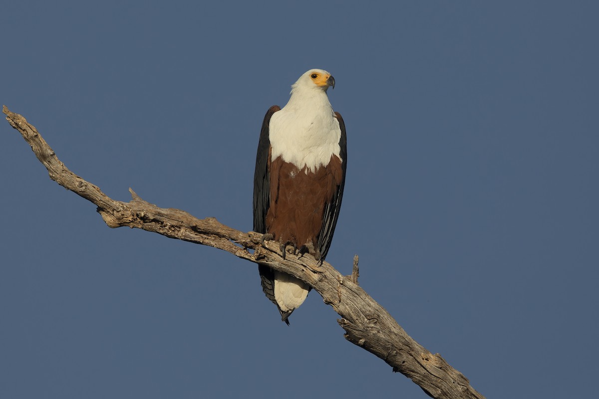 African Fish-Eagle - ML615579700