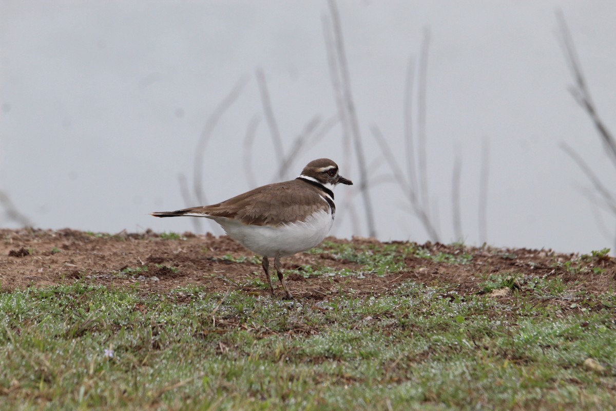 Killdeer - ML615579701