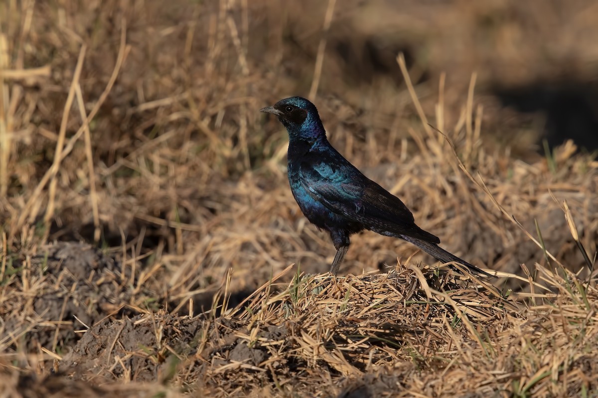 Meves's Starling - ML615579709