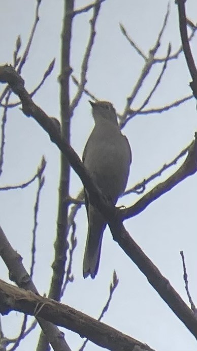 Townsend's Solitaire - Chris Davidson