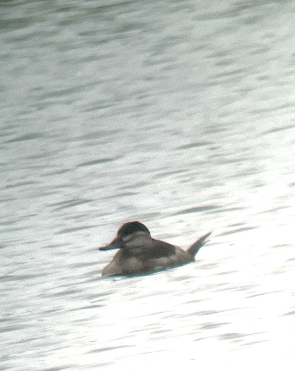 Ruddy Duck - Magill Weber